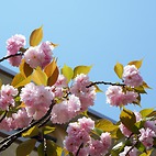 <span class="qrinews-figure-title">2015年4月15日 八重桜</span>　旧工学部3号館の傍らに八重桜が咲いていました。普通の桜と比べて1～2週間くらい開花時期が遅い桜です。（撮影場所：<a href="https://maps.google.co.jp/maps?q=33.624512,130.425495" target="_blank">旧工学部3号館周辺</a>）