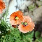 <span class="qrinews-figure-title">2015年4月20日 ナガミヒナゲシ</span>　駐輪場の側にナガミヒナゲシが咲いていました。橙色の小さな花ですが、とても多くの種子を作り繁殖力が高いそうです。（撮影場所：<a href="https://maps.google.co.jp/maps?q=33.625769,130.425171" target="_blank">理学部2号館</a>）