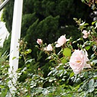 <span class="qrinews-figure-title">2015年5月11日 バラ</span>　理学部玄関の近くに桃色のバラの花が咲いていました。まだつぼみが多いので、もう少しするともっと綺麗に見える事でしょう。今日は九大の本学記念日で椎木講堂などで開学記念行事が行われていますが、理学部は講義日になっています。（撮影場所：<a href="https://maps.google.co.jp/maps?q=33.626442,130.425137" target="_blank">理学部本館前</a>）