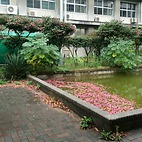 <span class="qrinews-figure-title">2015年11月30日 中庭で散る花</span>　中庭の池に桃色の花びらが浮かんでいました。サザンカの花だと思います。撮影日は少し前です。（撮影場所：<a href="http://maps.google.co.jp/maps?q=33.625846,130.425667" target="_blank">箱崎の理学部中庭</a>）