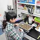 <span class="qrinews-figure-title">2016年2月9日 博士3年の門田さん</span>　シロイヌナズナのエコタイプを使い、気孔のサイズとガス交換の関係を調べています。極端に大きな気孔であればガス交換の効率を高められる事がわかり、光合成の効率上昇につながると期待されます。（撮影場所：<a href="http://plant.biology.kyushu-u.ac.jp" target="_blank">植物生理学研究室</a>）