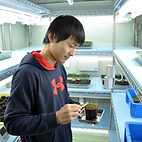 <span class="qrinews-figure-title">2016年2月16日 修士2年の佐竹さん</span>　植物の気孔の開閉に関する転写因子を研究しています。（撮影場所：<a href="http://plant.biology.kyushu-u.ac.jp" target="_blank">植物生理学研究室</a>）