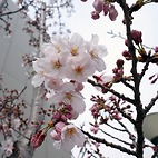 <span class="qrinews-figure-title">2016年3月29日 開花</span>　伊都キャンパスの桜の花が咲き始めていました。福岡の満開予想は31日ですが、残念ながら今週末は少し雲行きが怪しいようです。（撮影場所：<a href="https://maps.google.co.jp/maps?q=33.597679,130.223918" target="_blank">伊都キャンパスセンターゾーン</a>）