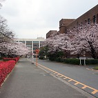 <span class="qrinews-figure-title">2016年3月30日 箱崎の桜</span>　箱崎キャンパスの桜が綺麗に咲いていました。満開まであと一歩という所でしょうか。（撮影場所：<a href="https://maps.google.co.jp/maps?q=33.623472,130.425245" target="_blank">21世紀交流プラザ</a>）