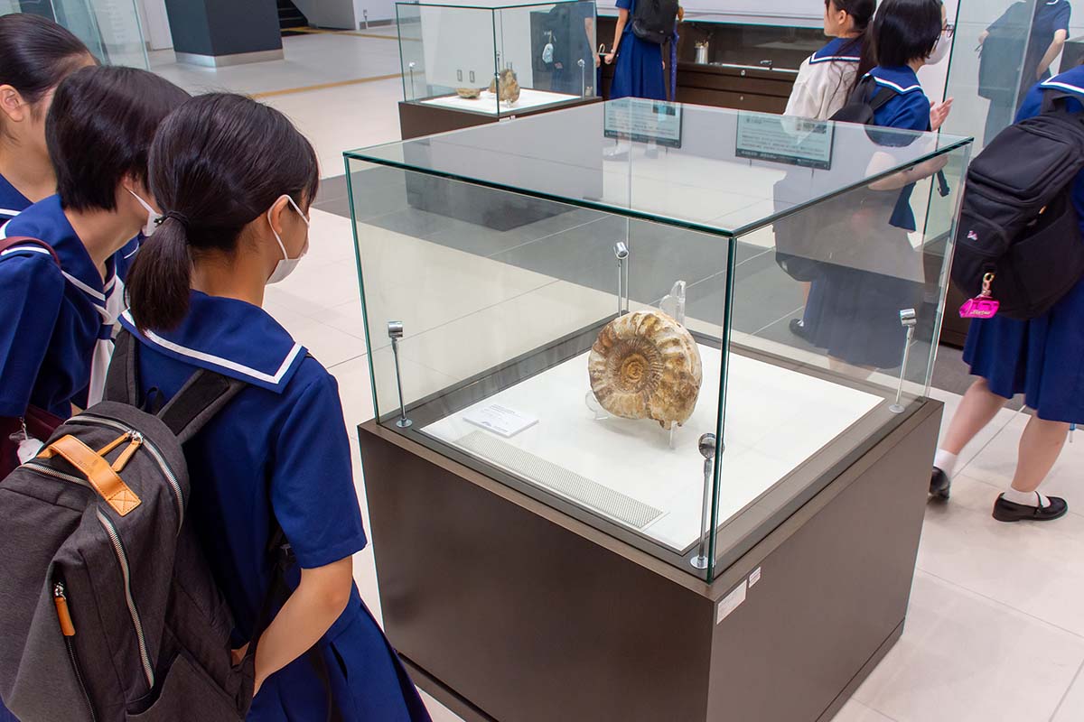 化石標本の展示物見学