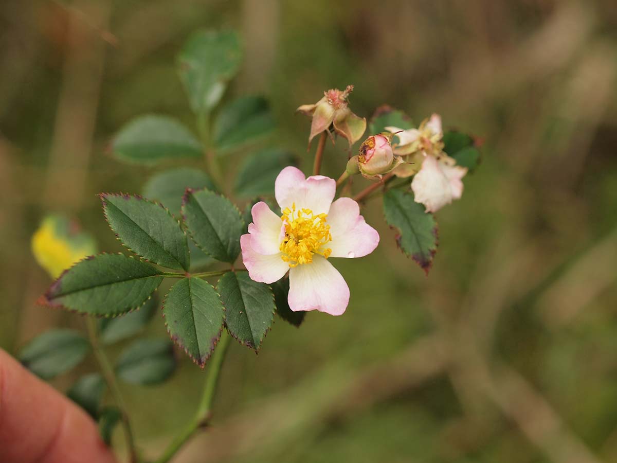 キリシマイバラ