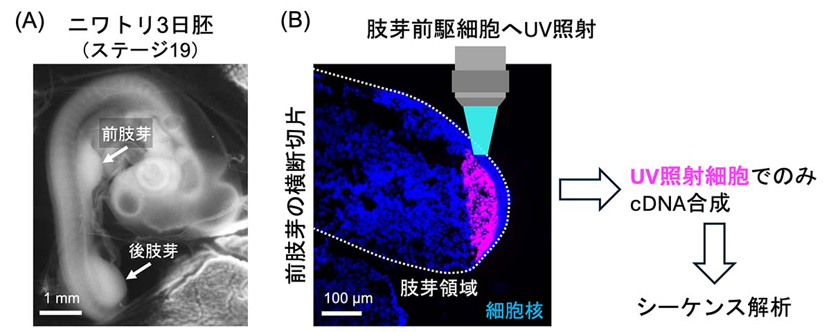 領域特異的なRNA-seq解析をニワトリ胚肢芽へ適用することに成功した